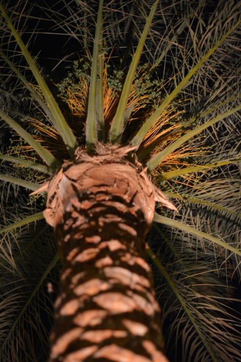 Gartenanlage bei Nacht Jaz Makadi Oasis Resort