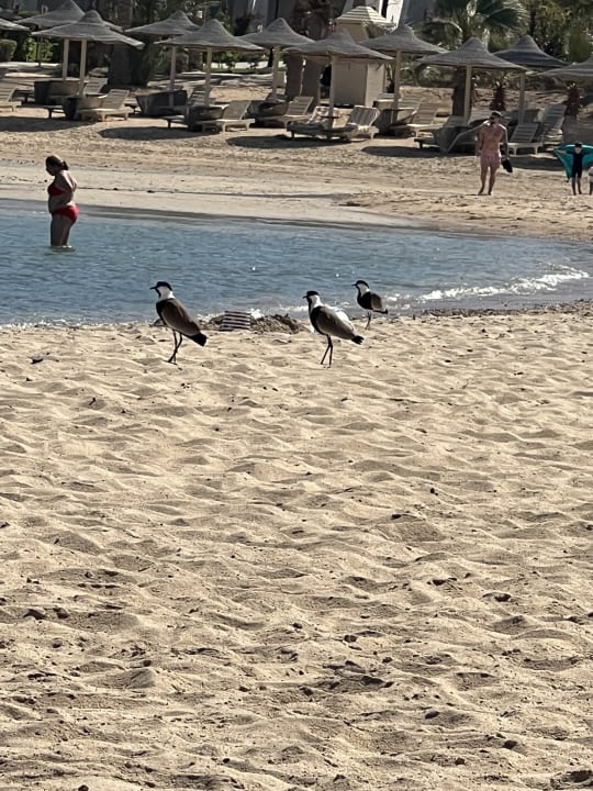 Zimmer Brayka Bay Resort