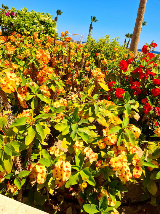 Gartenanlage Pickalbatros Citadel Resort