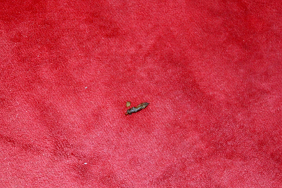 Katzenhäufchen vor der Zimmertür El Ksar Resort & Thalasso