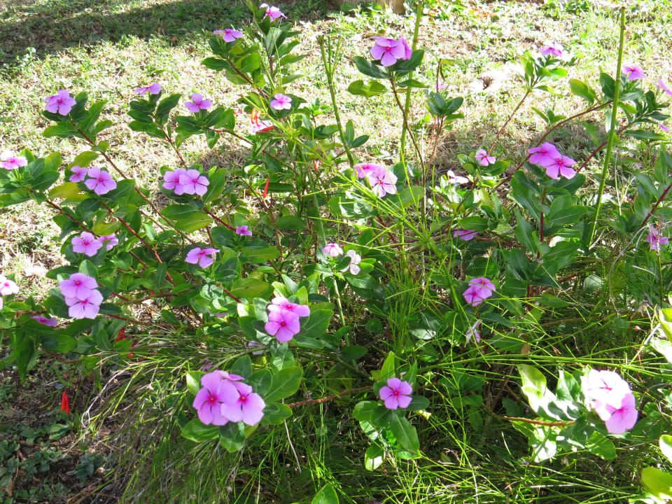 Gartenanlage Sol Rio De Luna y Mares