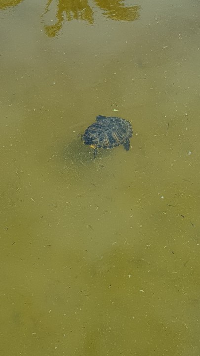 Sonstiges Fuerte Costa Luz (Fuerte Conil-Resort)