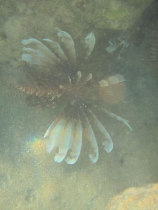 Feuerfisch Makadi Spa - Adults only