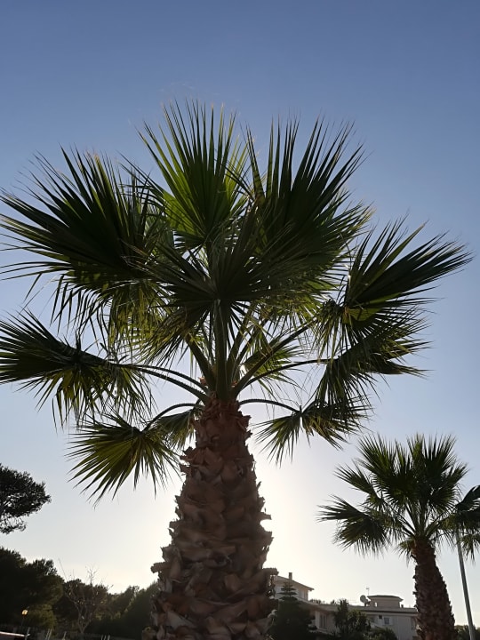 Außenansicht The Sea Hotel by Grupotel - Adults only