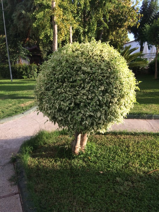 Gartenanlage Labranda Alantur Resort