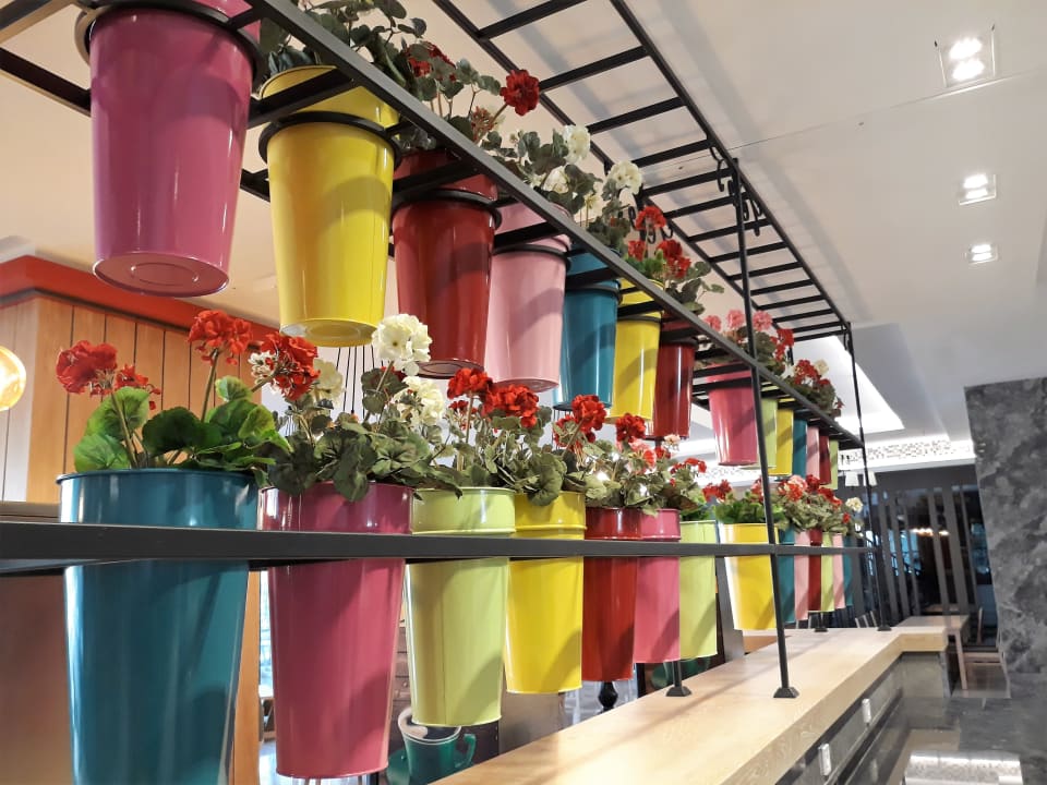 Gastro Seashell Vega