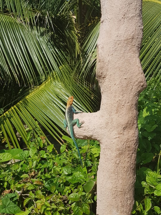 Gartenanlage Bahari Beach Hotel