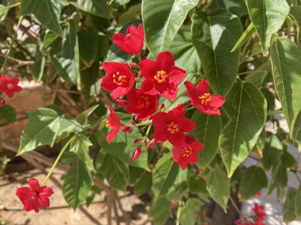 Gartenanlage Steigenberger Coraya Beach - Adults only