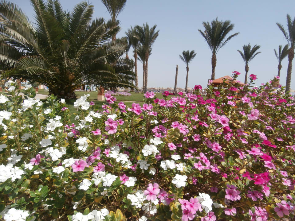 Очень зеленый отель Stella Beach Resort & Spa Makadi Bay