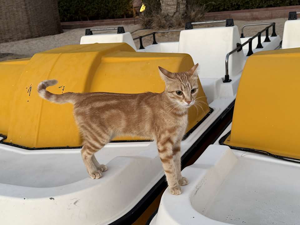 Strand Mövenpick Resort El Quseir