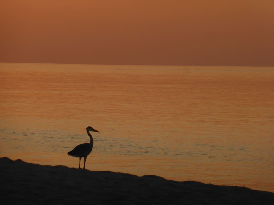 Strand Vilamendhoo Island Resort & Spa