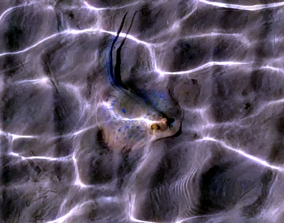 Strand Makadi Spa - Adults only