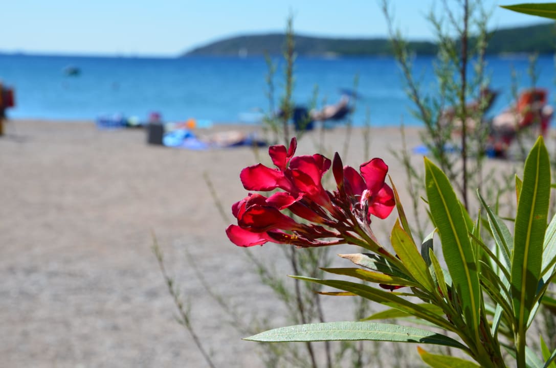 Pflanze Villas Kornati