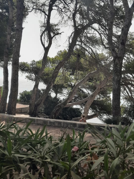 Ausblick Iberostar Waves Pinos Park