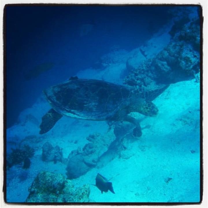 Turtle NH Collection Maldives Reethi Resort