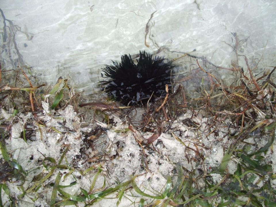 Vorsicht Seeigel Neptune Paradise Beach Resort & Spa