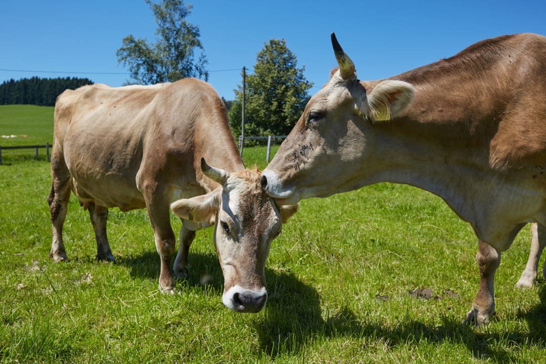 Sonstiges Ferienhof Ücker