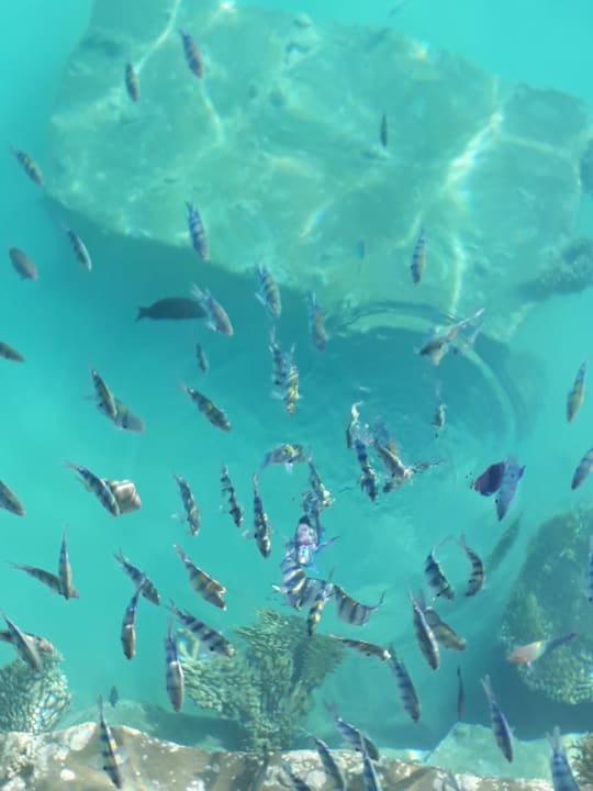 Strand Pickalbatros Citadel Resort