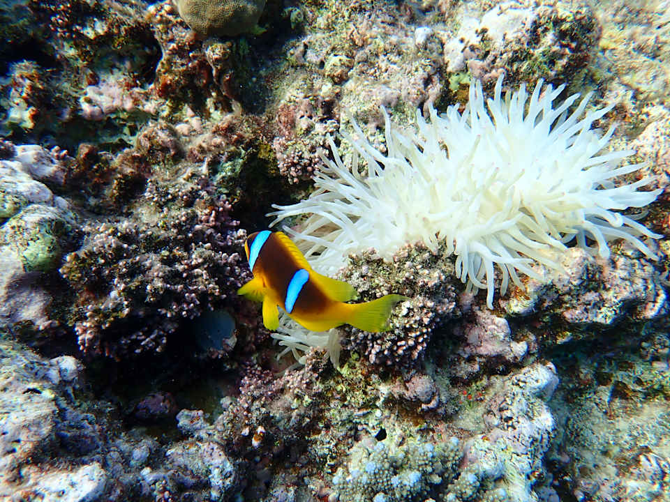 Sport & Freizeit Cleopatra Luxury Beach Resort Makadi Bay - Adults only