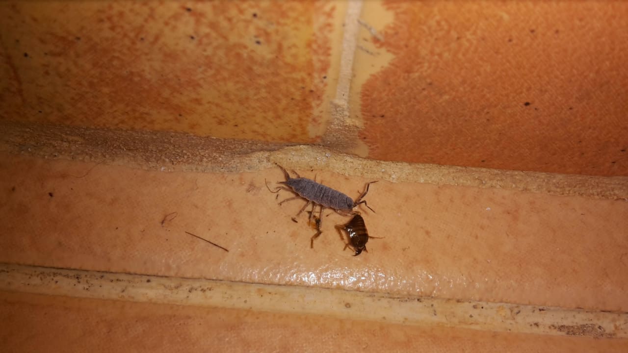 Ameisen transportieren tote Bettwanzen ab,  Hotel Riu Touareg