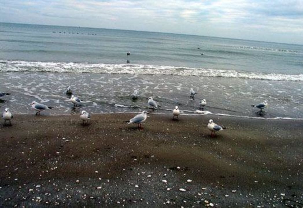 Strand IFA Rügen Hotel & Ferienpark