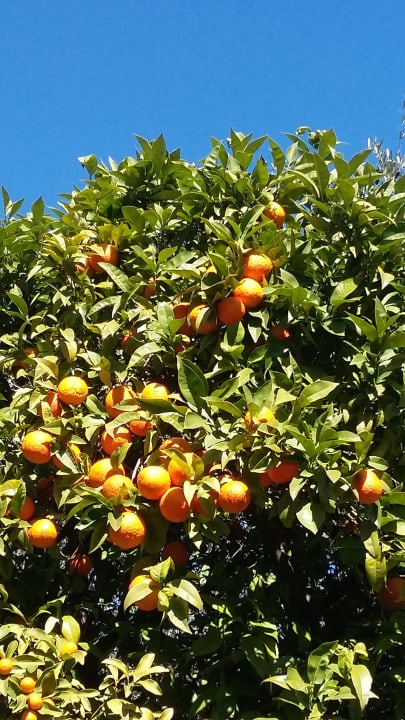 Gartenanlage Hotel Mercedes