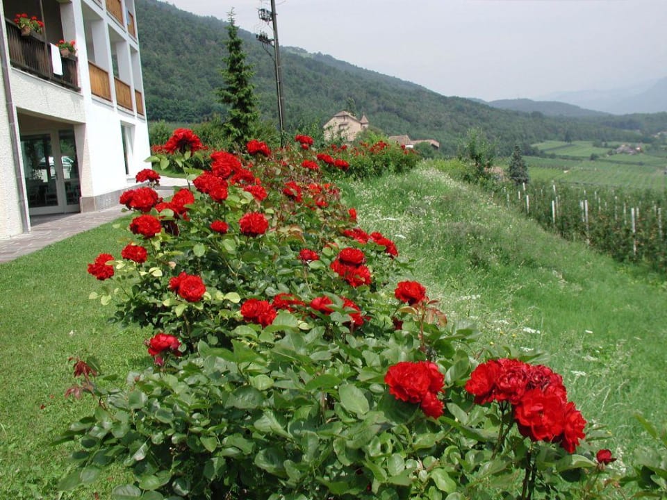 Rosenhecke Hotel Steinegger