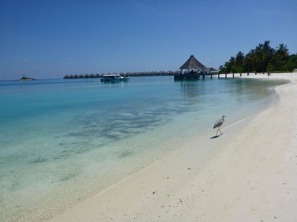 Lagunenstrand Safari Island Maldives
