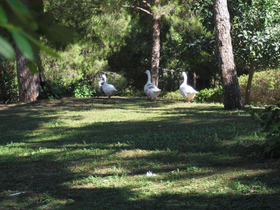 Gänse Belconti Resort Hotel