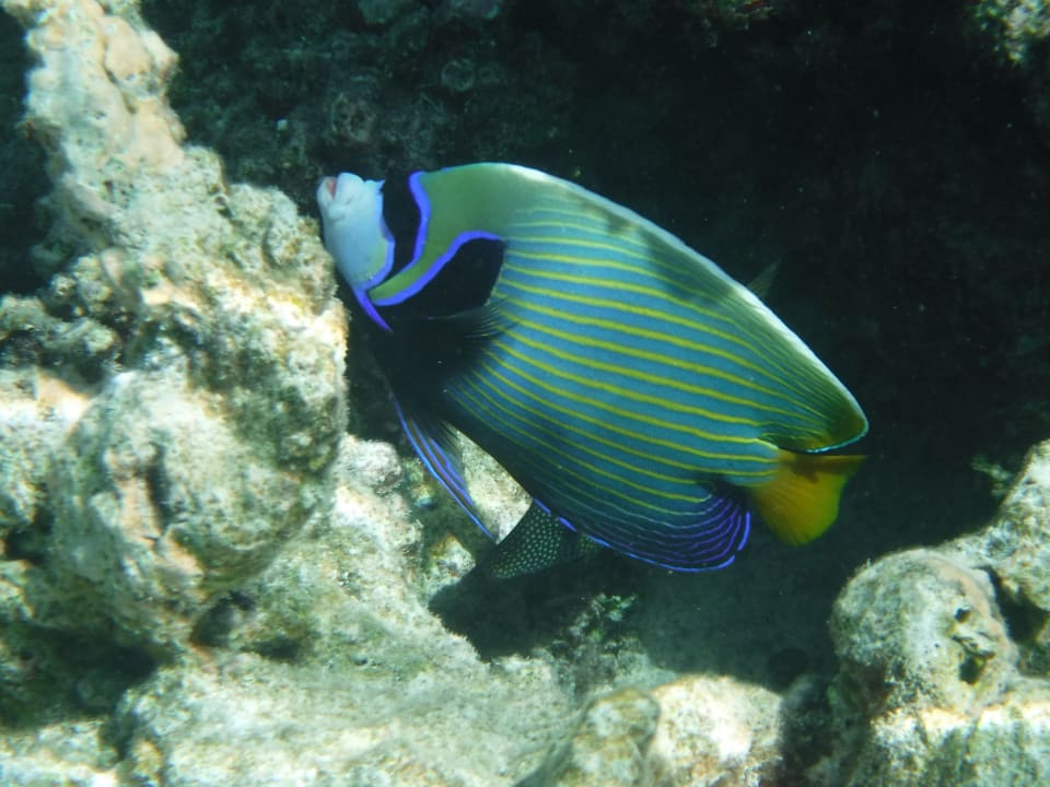 Sport & Freizeit NH Collection Maldives Havodda Resort