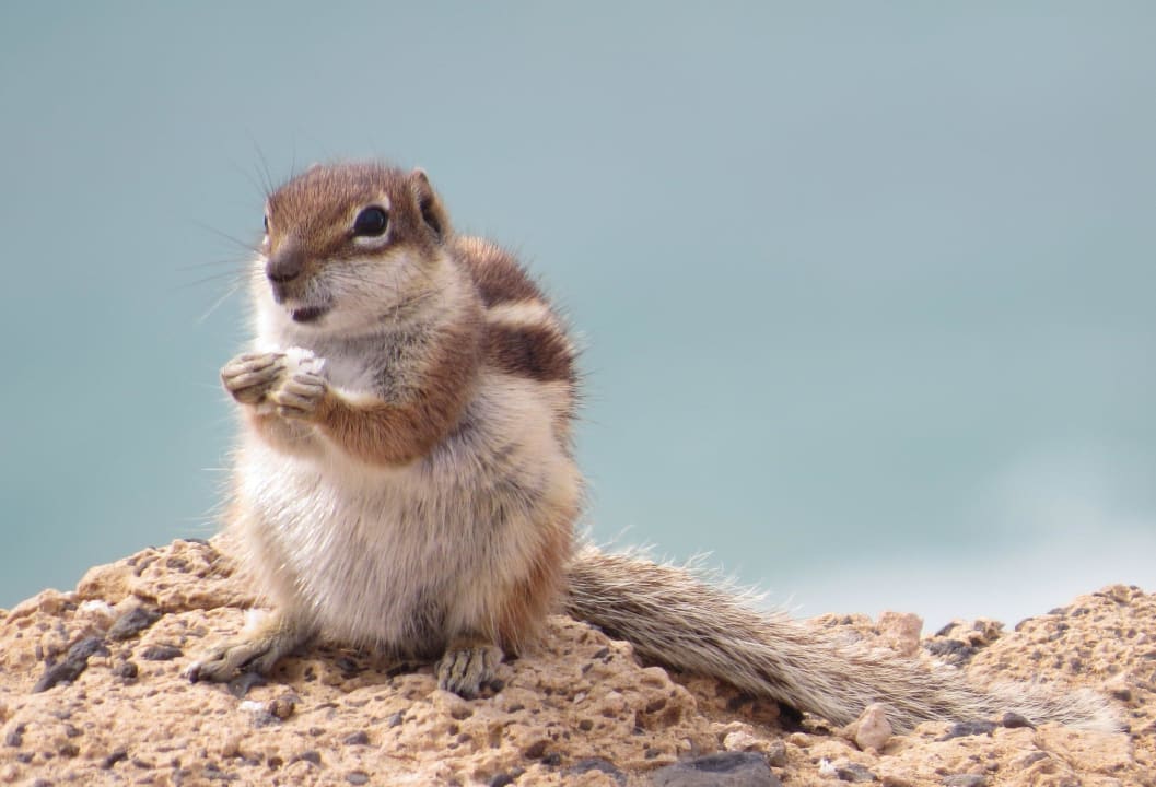 Die Kollegen arbeiten nur am Strand. SBH Club Paraiso Playa