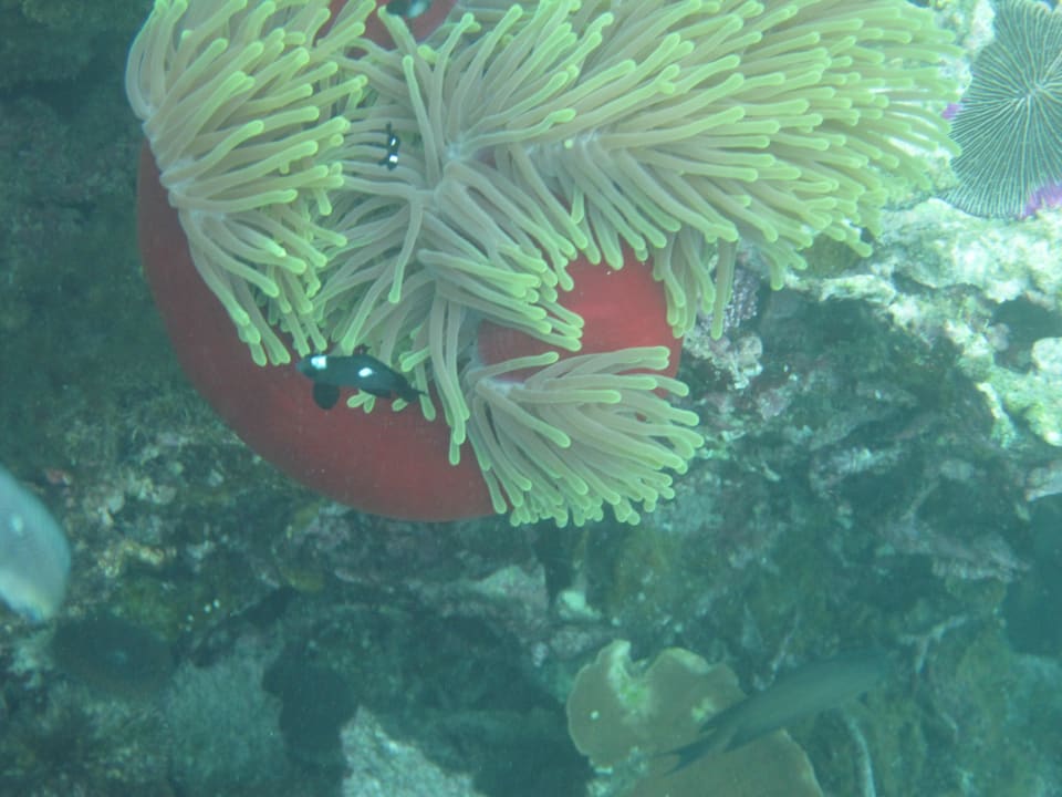 Unterwasserwelt Shandrani Beachcomber Resort & Spa