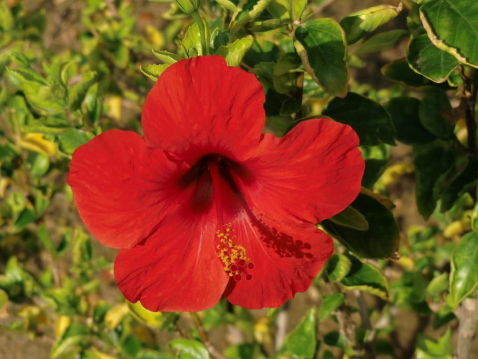 Alles sehr gepflegt Stella Beach Resort & Spa Makadi Bay