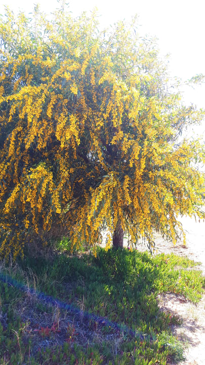 Strand PortoBay Falésia