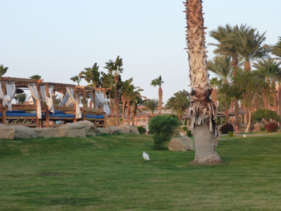 Gartenanlage Beach Albatros Resort