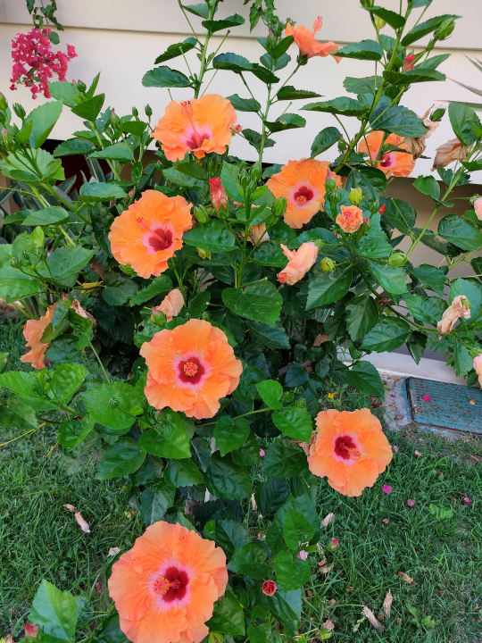 Gartenanlage Hydramis Palace Beach Resort