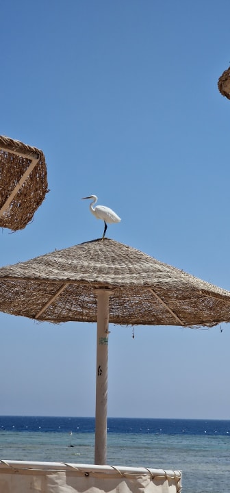 Strand Makadi Spa - Adults only