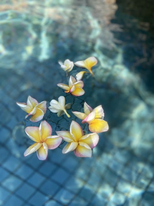 Pool Andaz Bali, By Hyatt