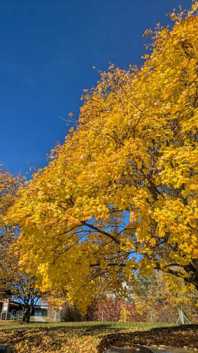 Gartenanlage Hotel Reiters Supreme