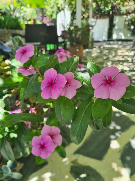 Gartenanlage HARPIN Happy Days Beach Hotel