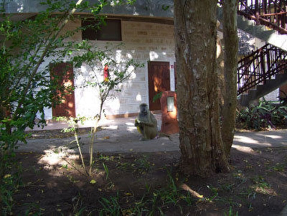 Pavian vor unserem Bungalow Baobab Beach Resort & Spa