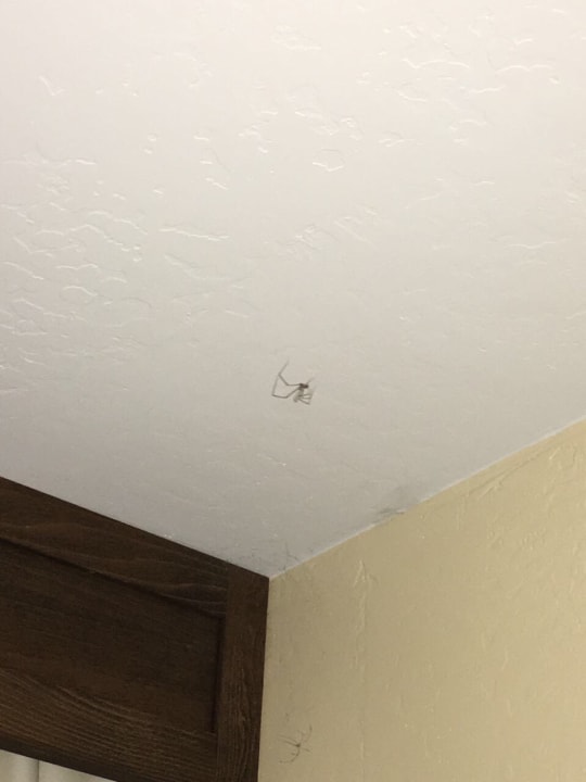 Zimmer Four Points by Sheraton Phoenix South Mountain