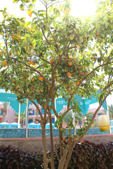 Апельсиновое дерево Hotel Le Pacha Beach Resort