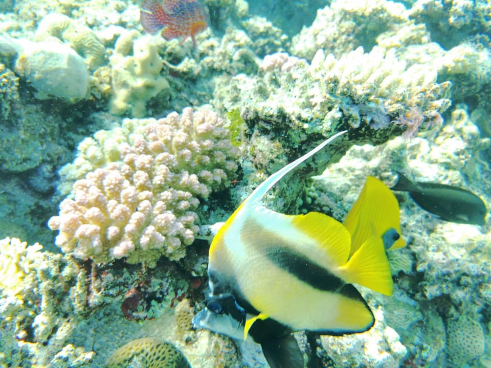 Sonstiges Jaz Grand Marsa