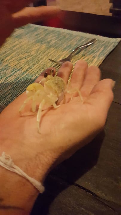 Die kleinen täglichen Freunde Hotel Bentota Village