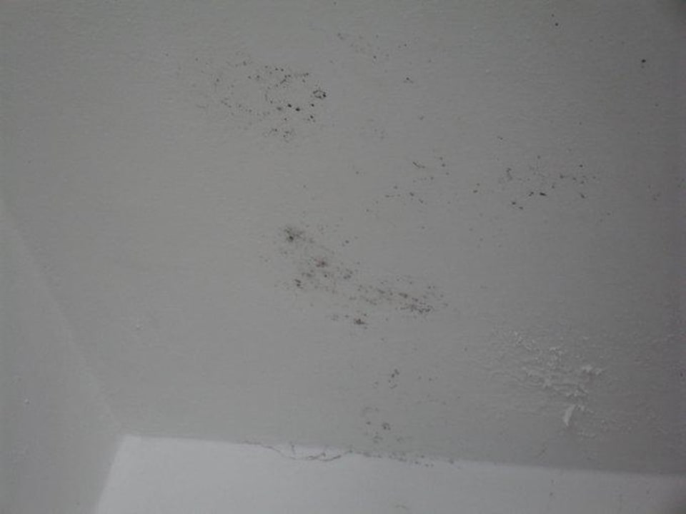 Schimmel in Nahaufnahme Hotel Carlton