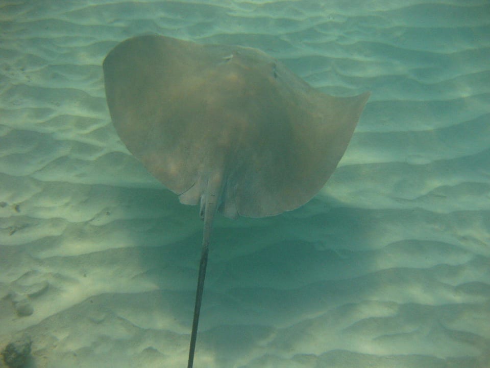 Unterwasserwelt am Hausriff NH Collection Maldives Reethi Resort