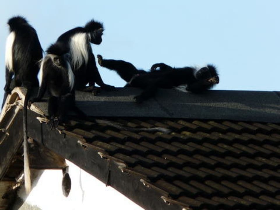 Colobusaffen auf dem Dach Hotel Pinewood Beach Resort & Spa