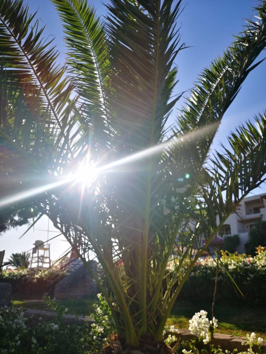 Gartenanlage Fort Arabesque Resort, Spa & Villas
