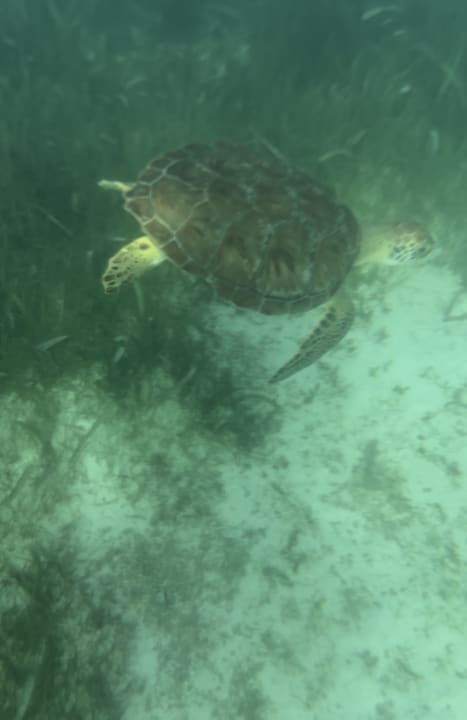 Strand Akumal Bay Beach & Wellness Resort